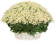 Цветочная композиция из Ромашки в корзине #REPLACE_PRED# Городце
